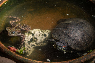 High angle view of turtle