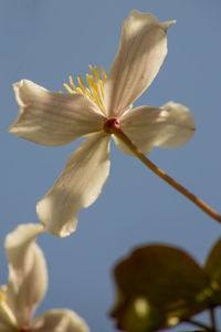 Low angle view of flowering plant against sky