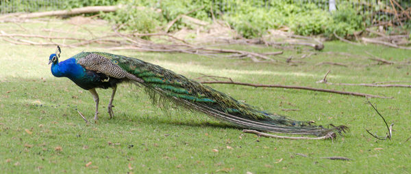 Close-up of peacock on field