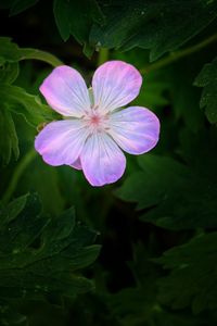 Close-up of purple flowering plant