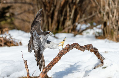 Bird perching on snow