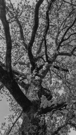 Trees against sky