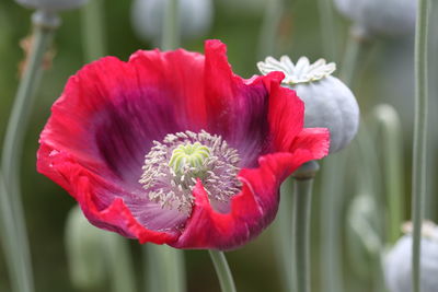 Close-up of red poppy flower