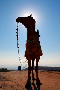 View of a camel on desert