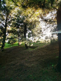 Trees on field in forest