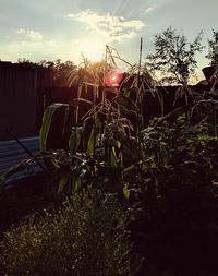 Plants growing on field