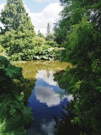 Reflection of trees in water