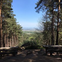 Trees in forest against clear sky