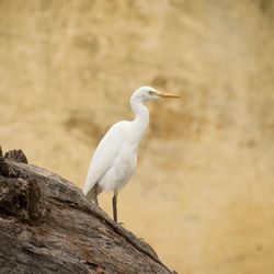 Bird perching on rock