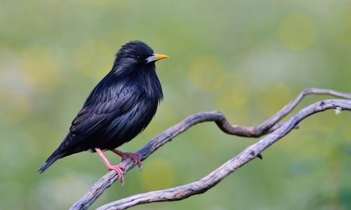 Close-up of bird perching on branch