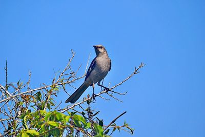 Low angle view of bird perching on branch against blue sky