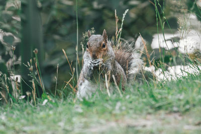 Close-up of squirrel on field