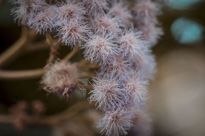 Close-up of flowers