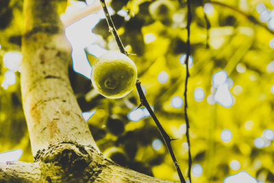 Close-up of tree branch