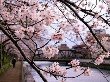 Cherry blossoms in spring