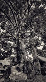 Full frame shot of tree against sky