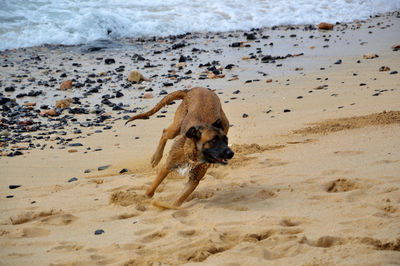 Dog running on beach