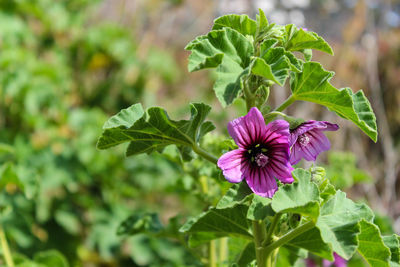 Close-up of pink flowering plant