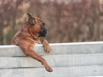 German boxer dog sits on a park bench on a spring day