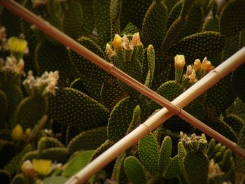 Close-up of prickly pear cactus