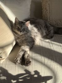 High angle portrait of a cat