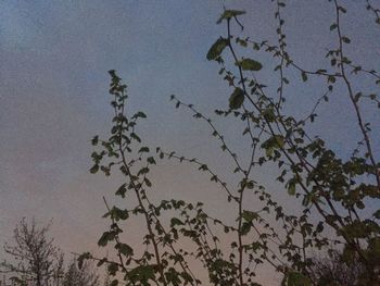 Low angle view of tree against sky