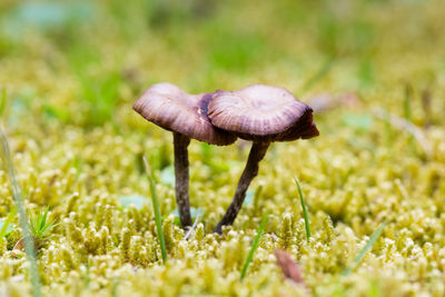 Close-up of mushroom growing on field