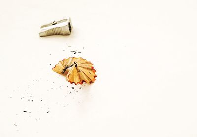 Close-up of leaf over white background