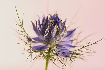 Close-up of purple flower against white background