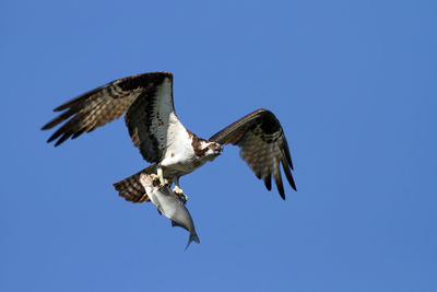 Low angle view of bird with fish flying against clear blue sky