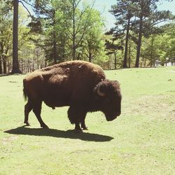 Dog standing on grass