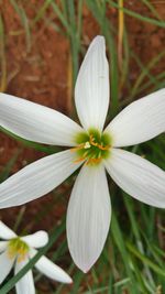 Close-up of white flower blooming outdoors