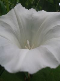 Close-up of white flowers