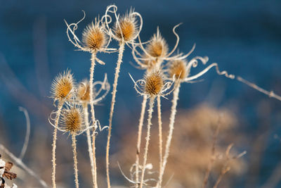 Close-up of dried plant
