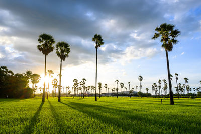 Palm trees on field against sky viewpoint dong tan sam khok , pathum thani, thailand