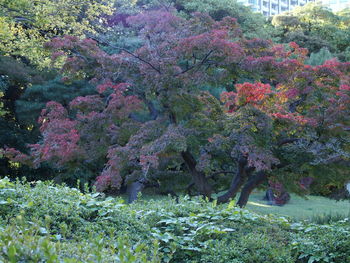 Pink flowering plants and trees on field