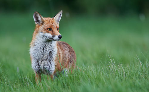 Fox looking away while standing on grass field