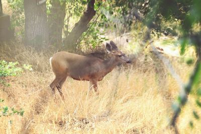 Deer in forest