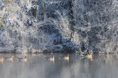 Birds swimming in lake during winter