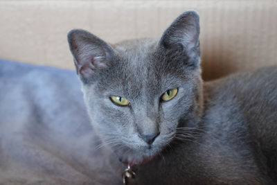 Close-up portrait of a cat