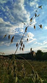 Close-up of plants growing on field against sky