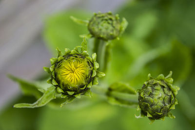 Close-up of thistle flower