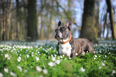 Close-up of dog on grass