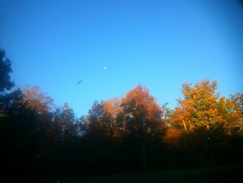 Trees against blue sky