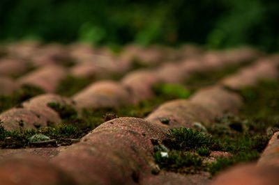 Close-up of moss on roof