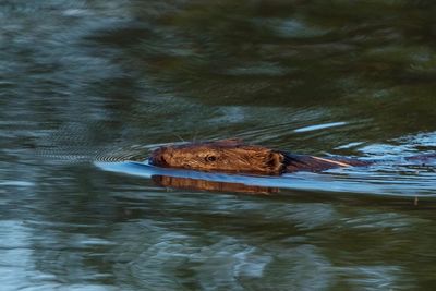 Beaver swimming in lake