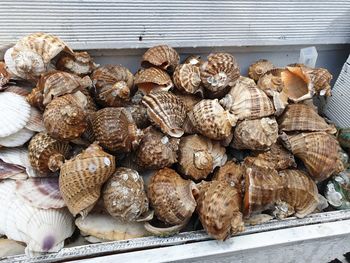 High angle view of shells for sale at market