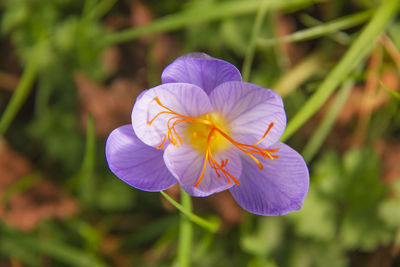 Close-up of purple flower in field