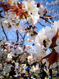 Close-up of cherry blossoms in spring