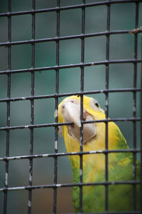 Close up of a parakeet hanging on a cage wire